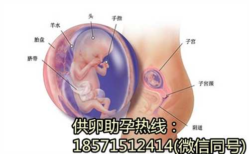 和田胚胎试管婴儿成功率哪个最高？